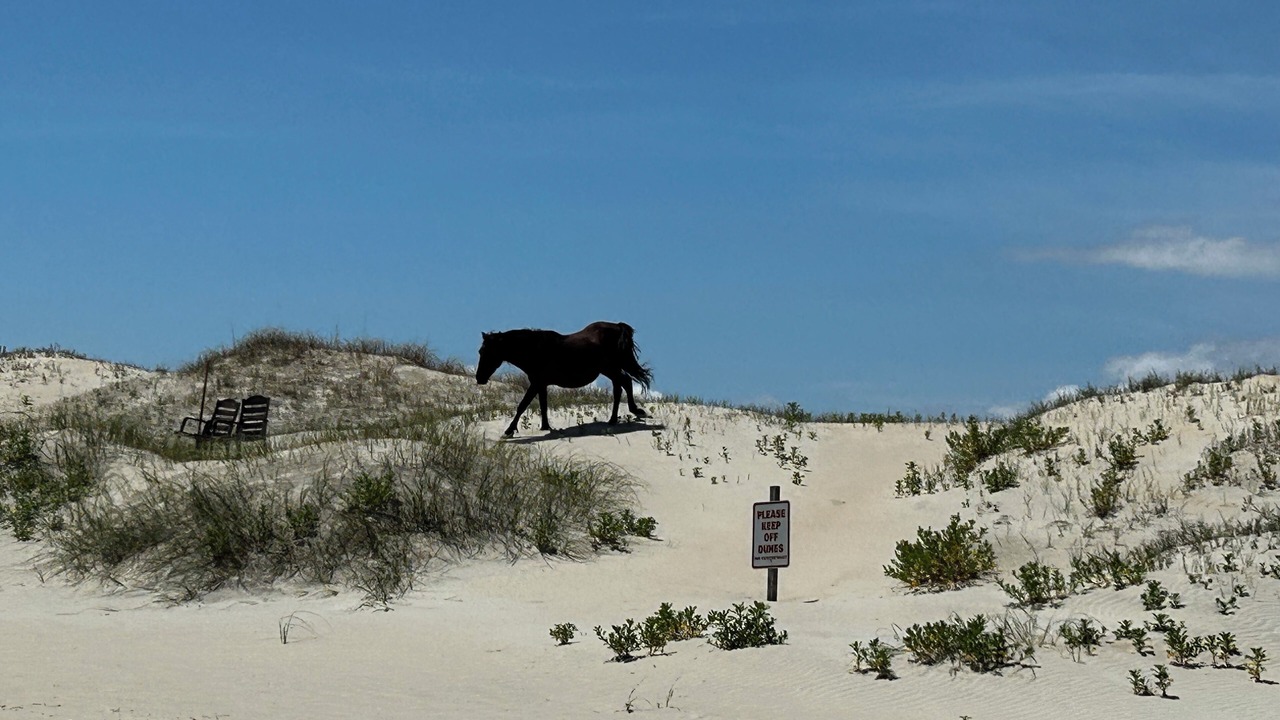 Photo of Others in Carova Beach