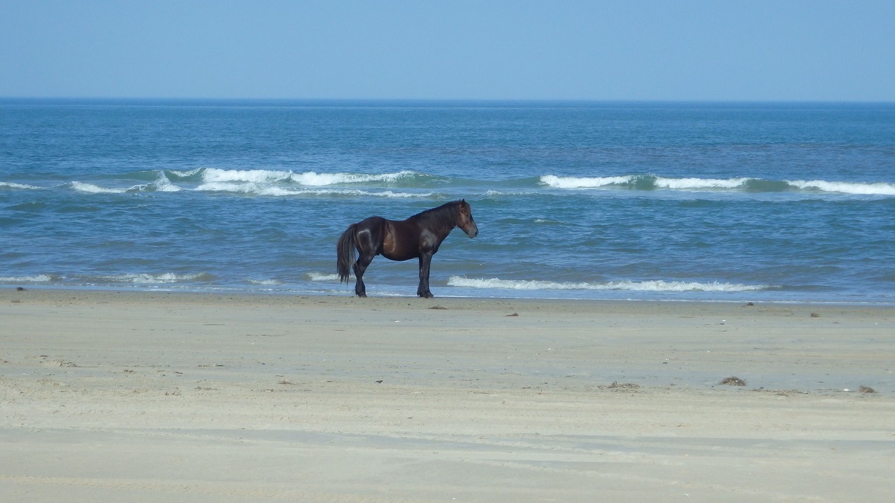 Photo of Others in Carova Beach