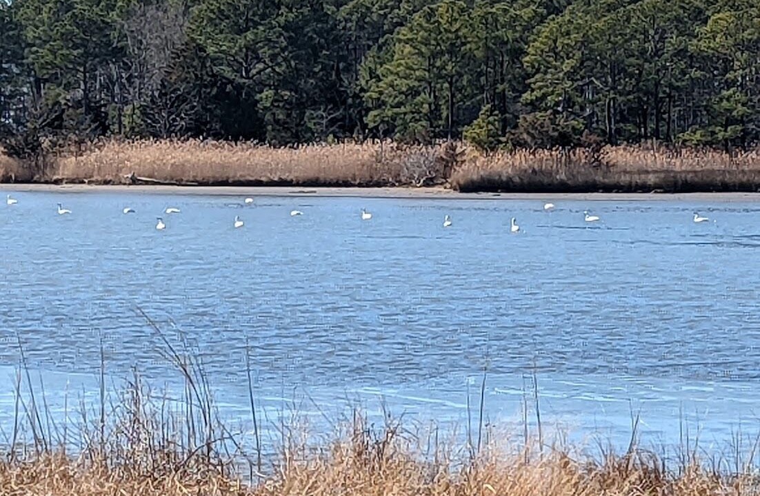 Photo of Others in Taylors Island