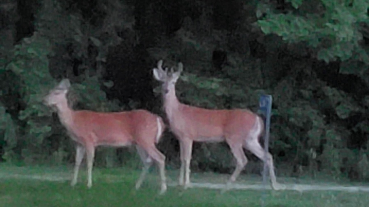 Photo of Others in Adel