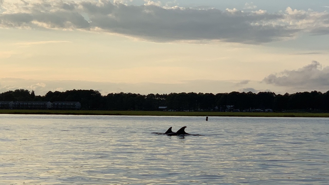 Photo of Others in Chincoteague