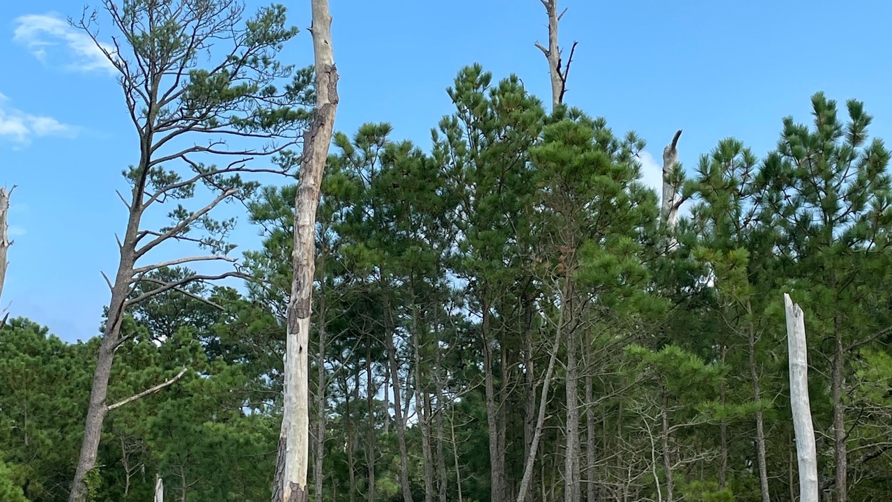 Photo of Others in Chincoteague