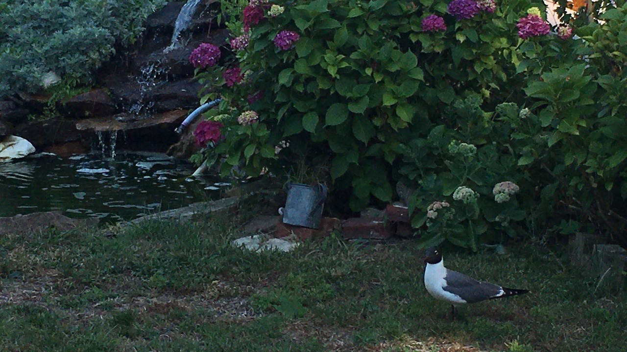 Photo of Others in North Wildwood
