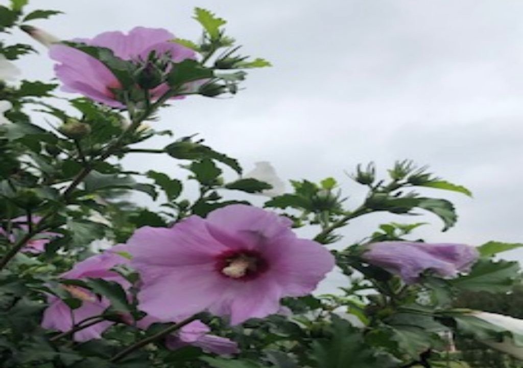 Photo of Outdoor in Catonsville