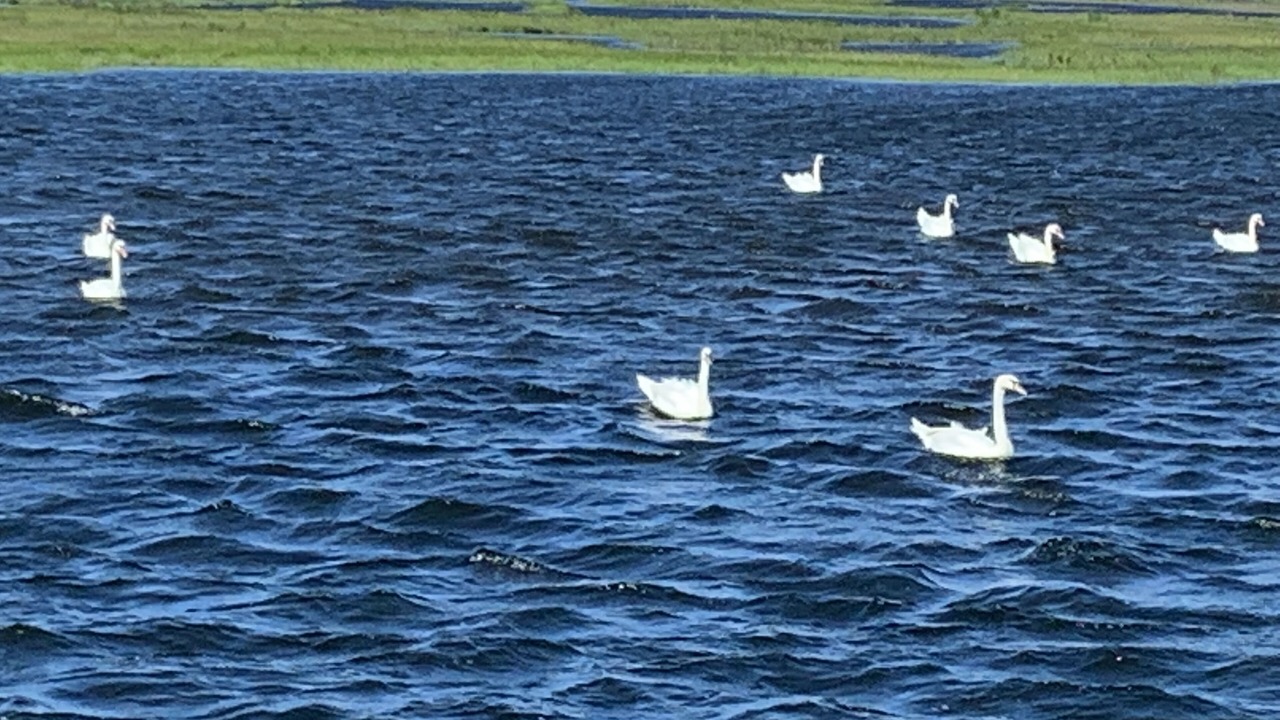 Photo of Others in Dover Beaches North