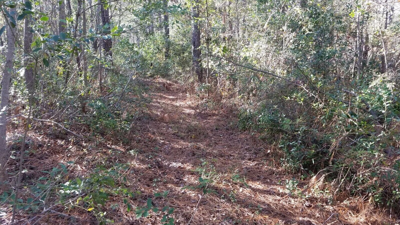 Photo of Outdoor in Castle Hayne