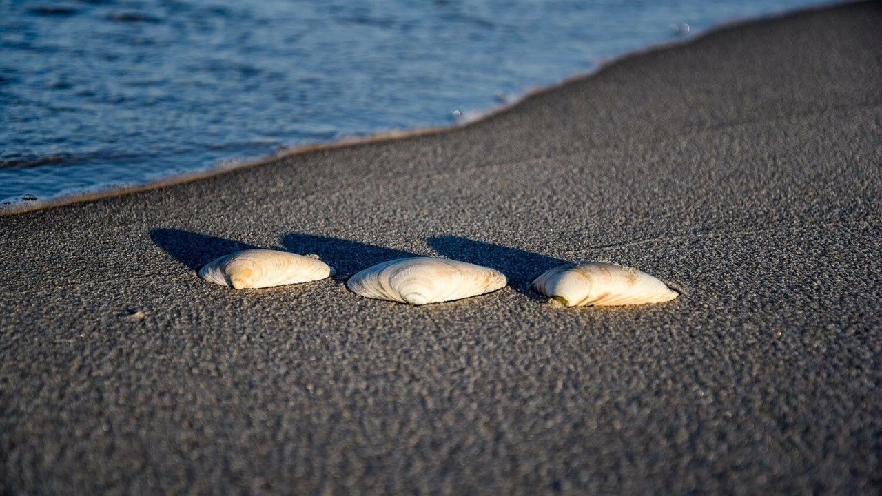 Photo of Others in Ocean Beach III