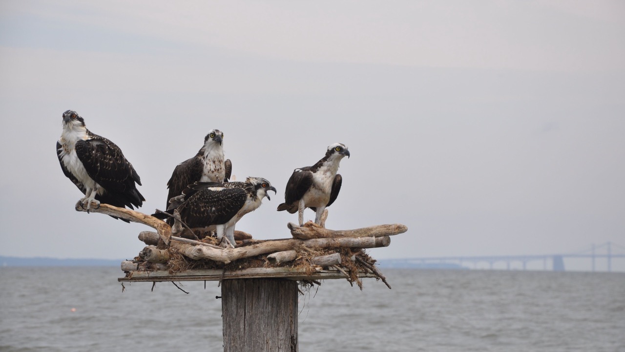 Photo of Others in Stevensville