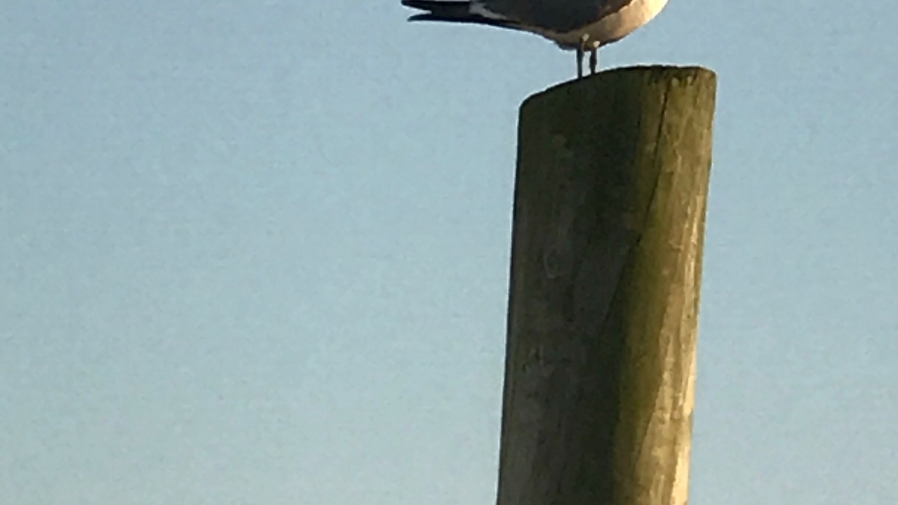 Photo of Others in Wildwood