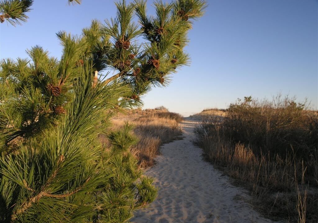 Photo of Others in Bethany Beach