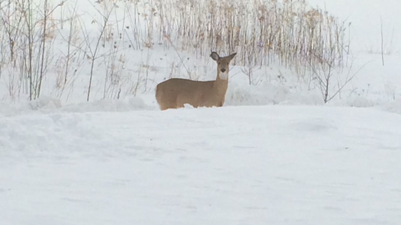 Photo of Others in The Galena Territory