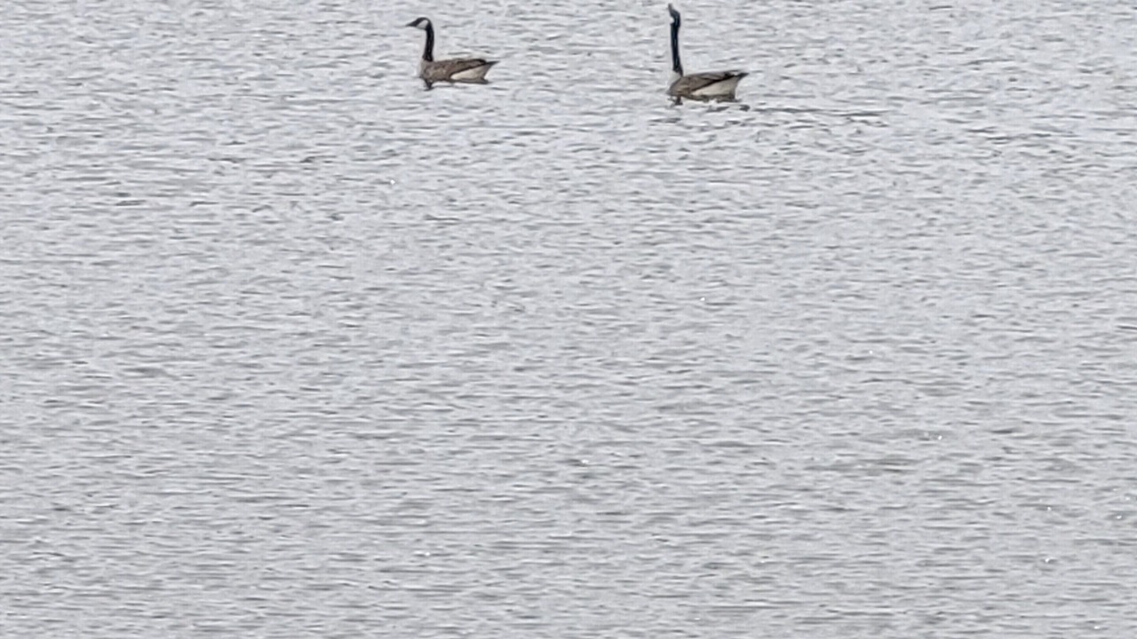 Photo of Others in Galt