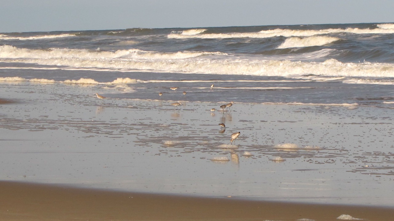 Photo of Others in Piney Island