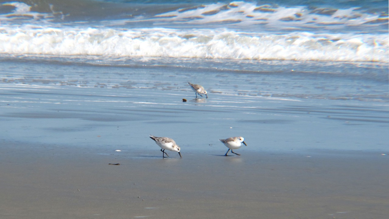 Photo of Others in Piney Island