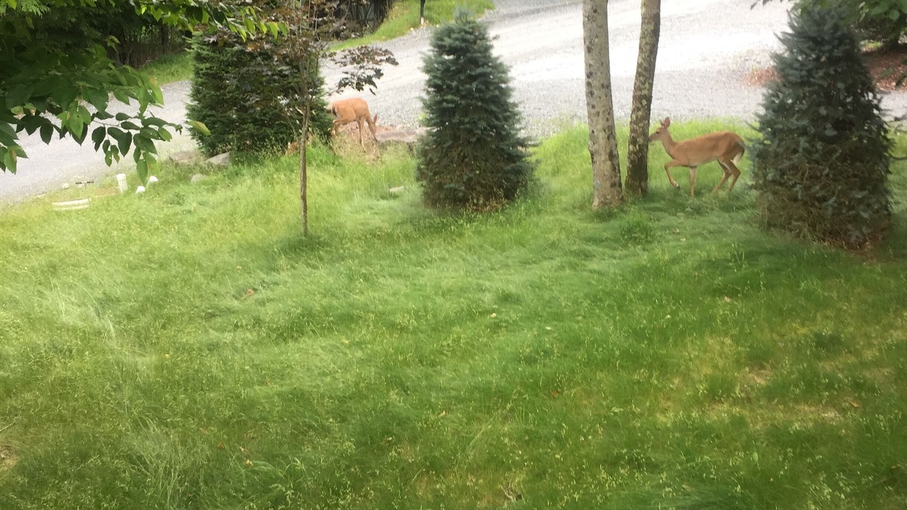 Photo of Others in Beech Mountain