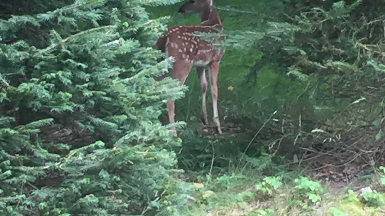 Photo of Others in Beech Mountain