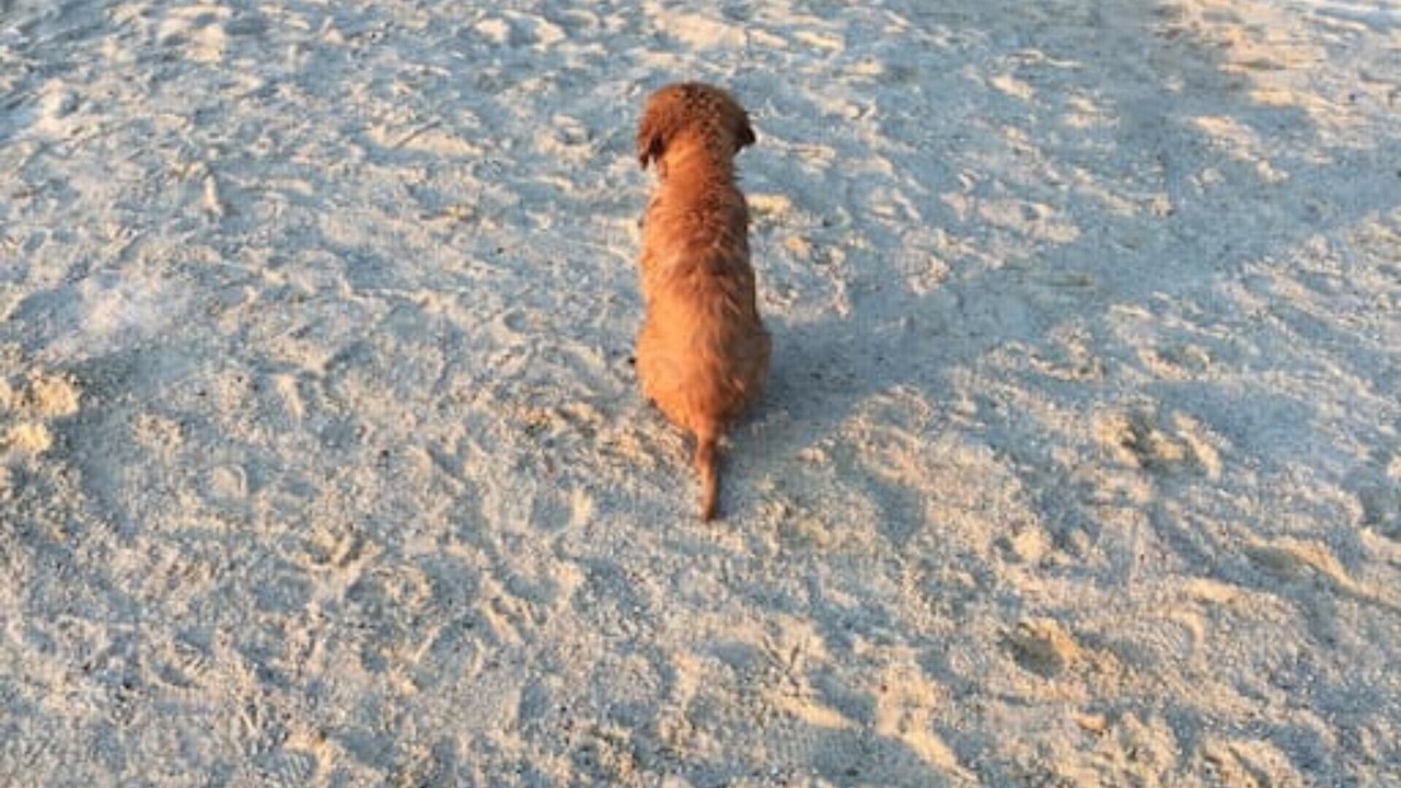Photo of Others in Townsend's Inlet