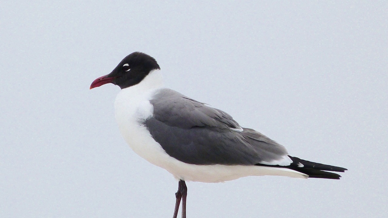 Photo of Others in Wildwood Crest