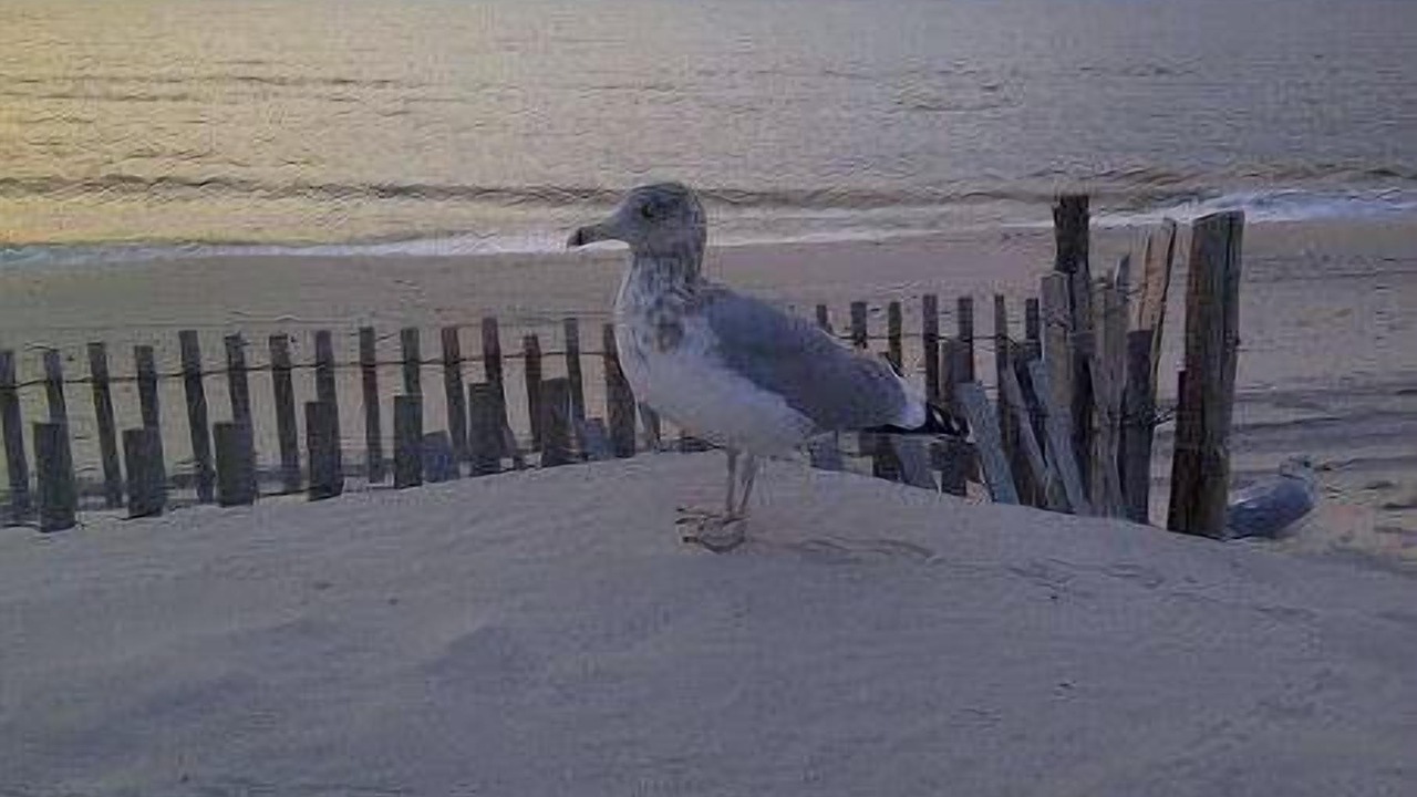 Photo of Others in South Beach Haven