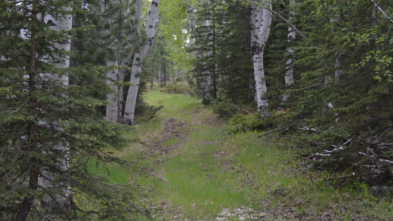 Photo of Others in Deadwood