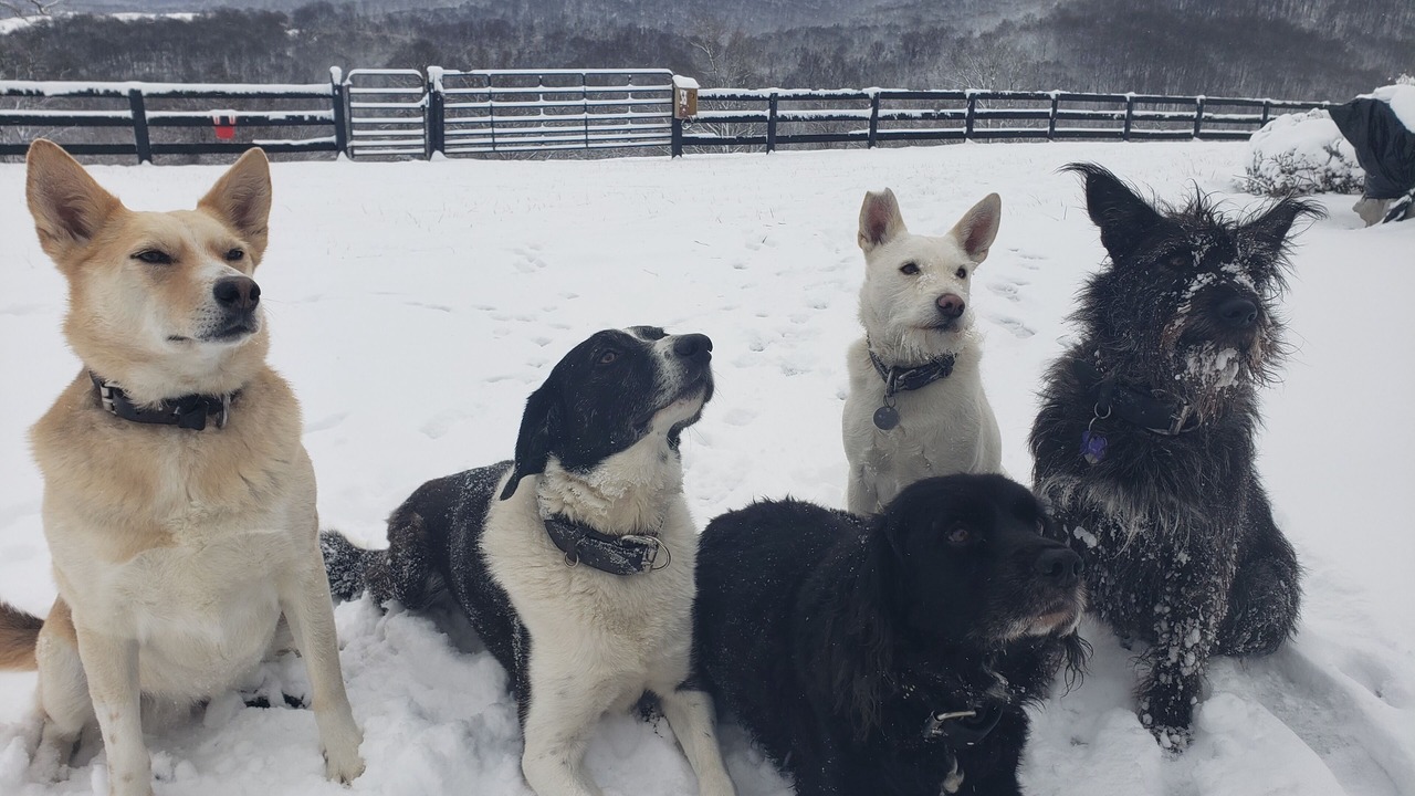 Photo of Others in Rippon