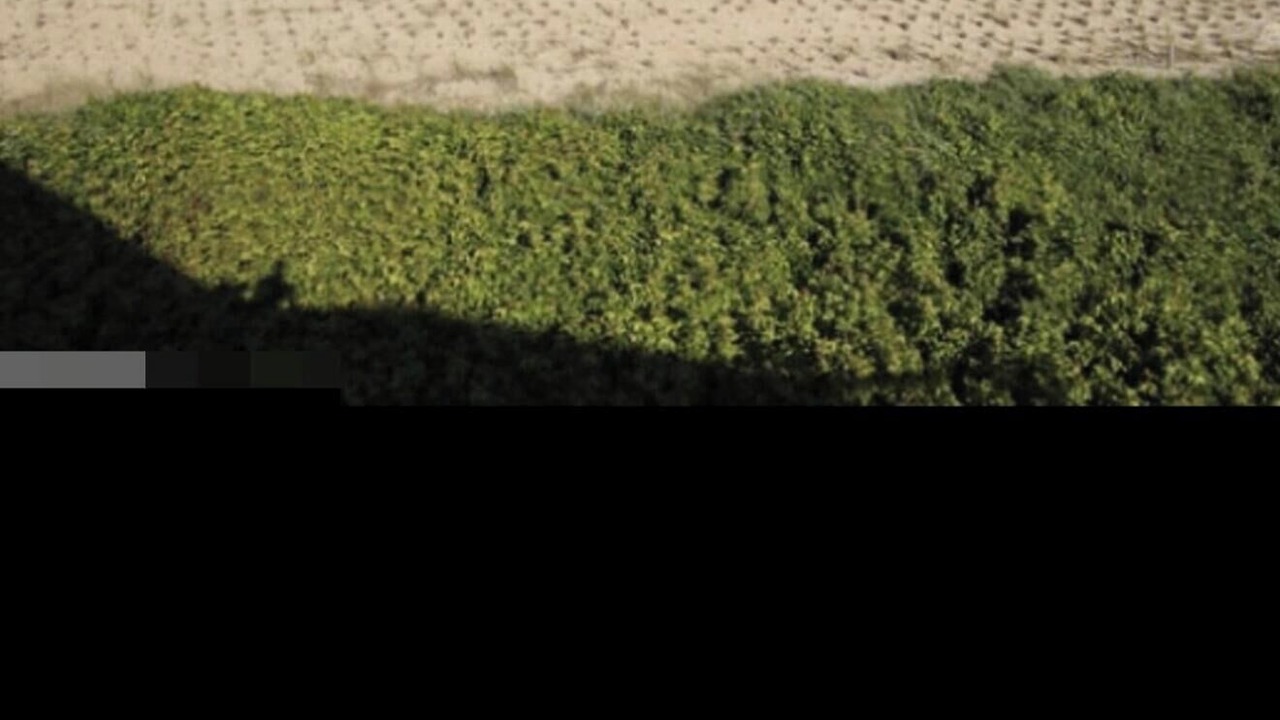 Photo of Others in Surf City
