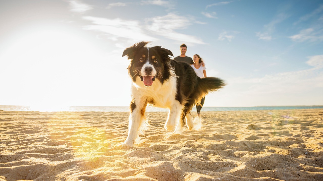 Photo of Others in Palmetto Dunes