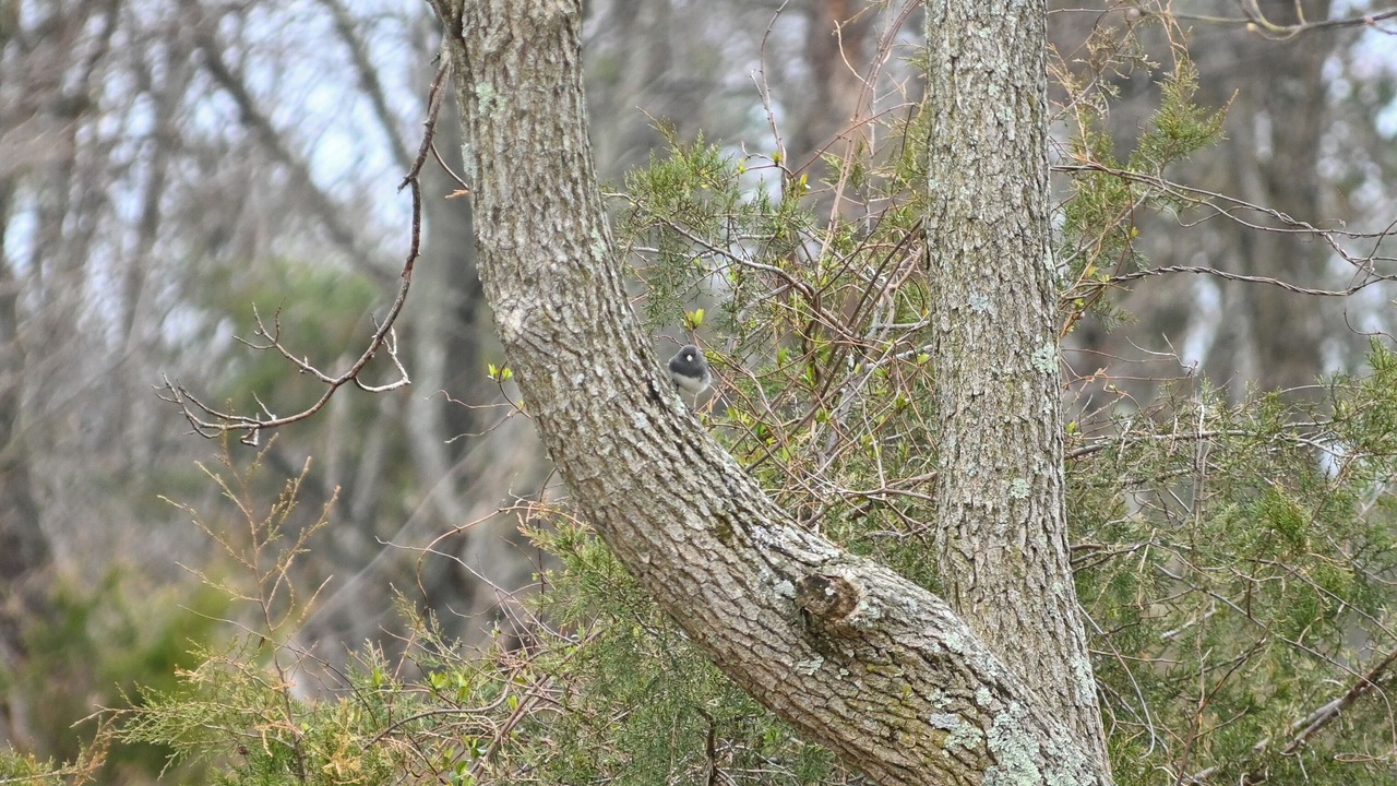 Photo of Others in Mount Airy
