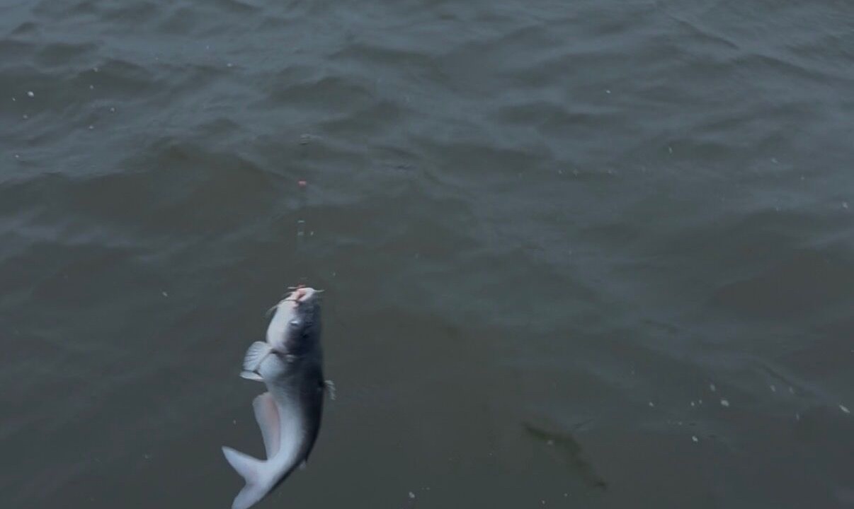 Photo of Others in Durants Neck