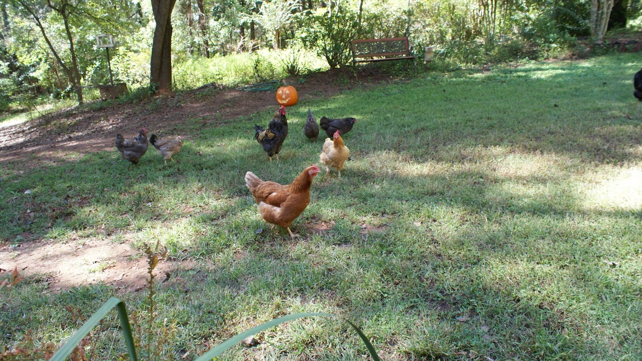 Photo of Others in Woodstock