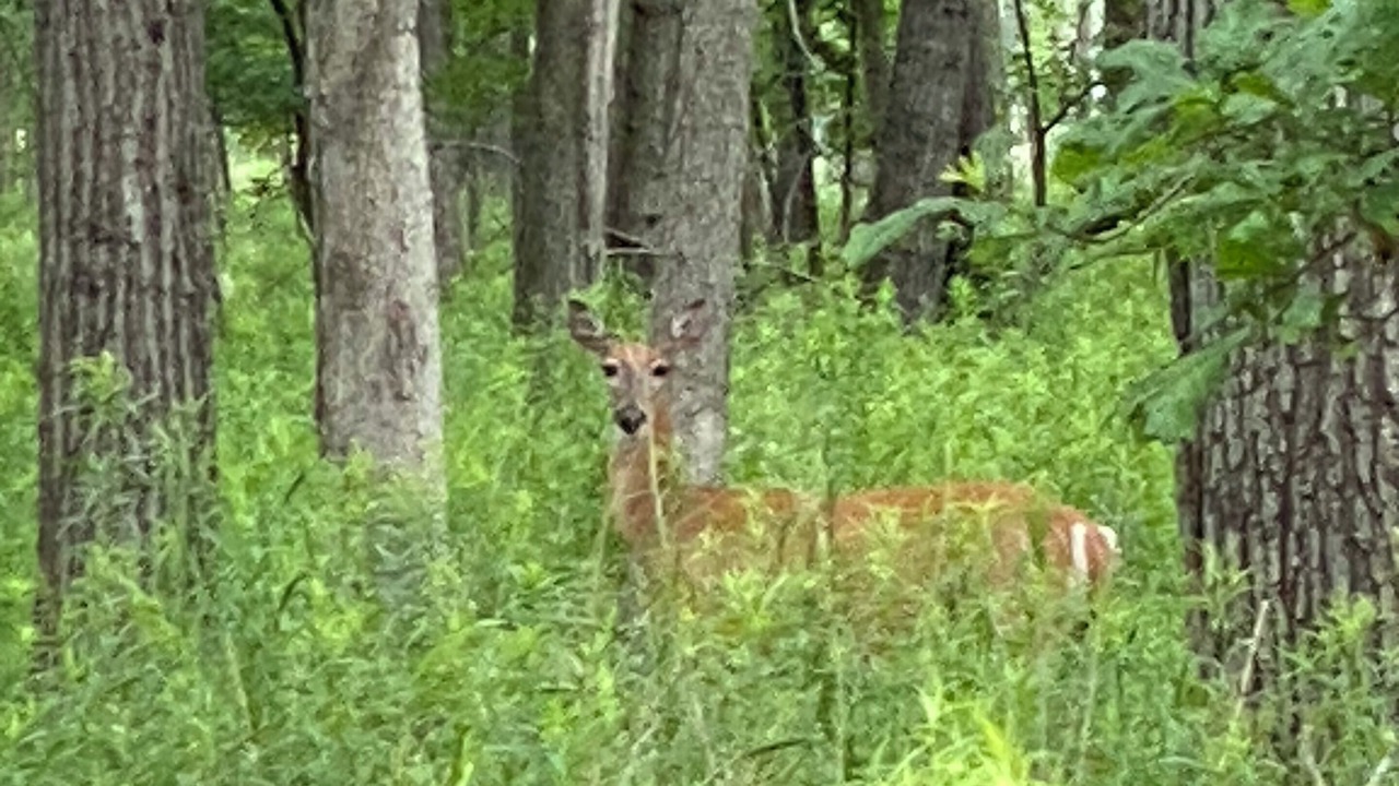Photo of Others in Kent