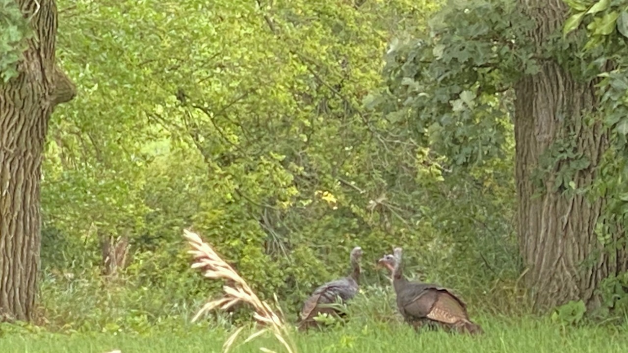 Photo of Others in Kent