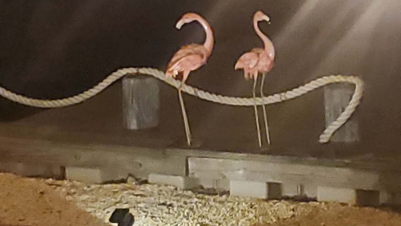 Photo of Others in Mystic Island