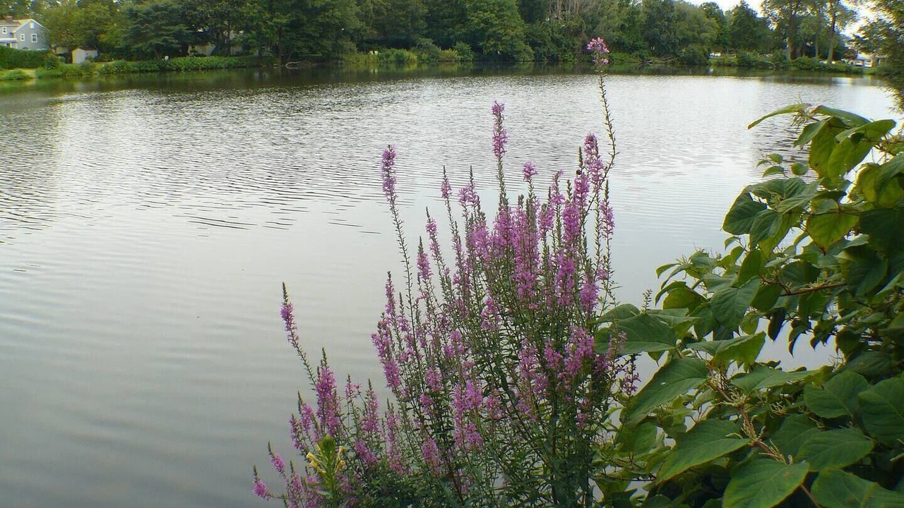 Photo of Others in Spring Lake