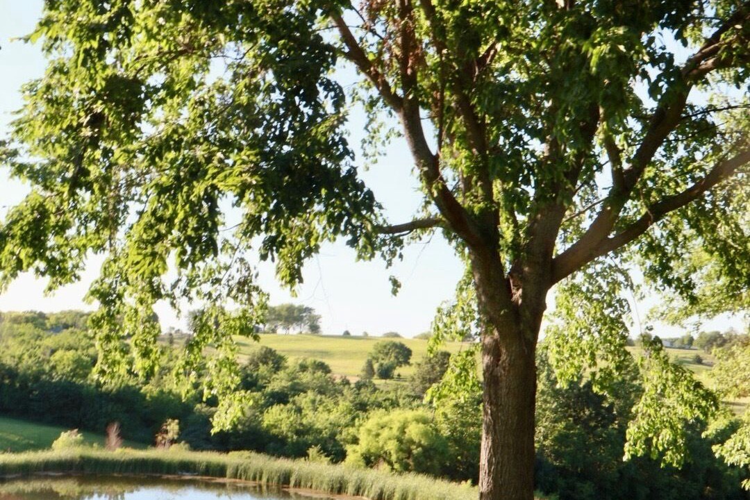 Photo of Others in Lafayette County
