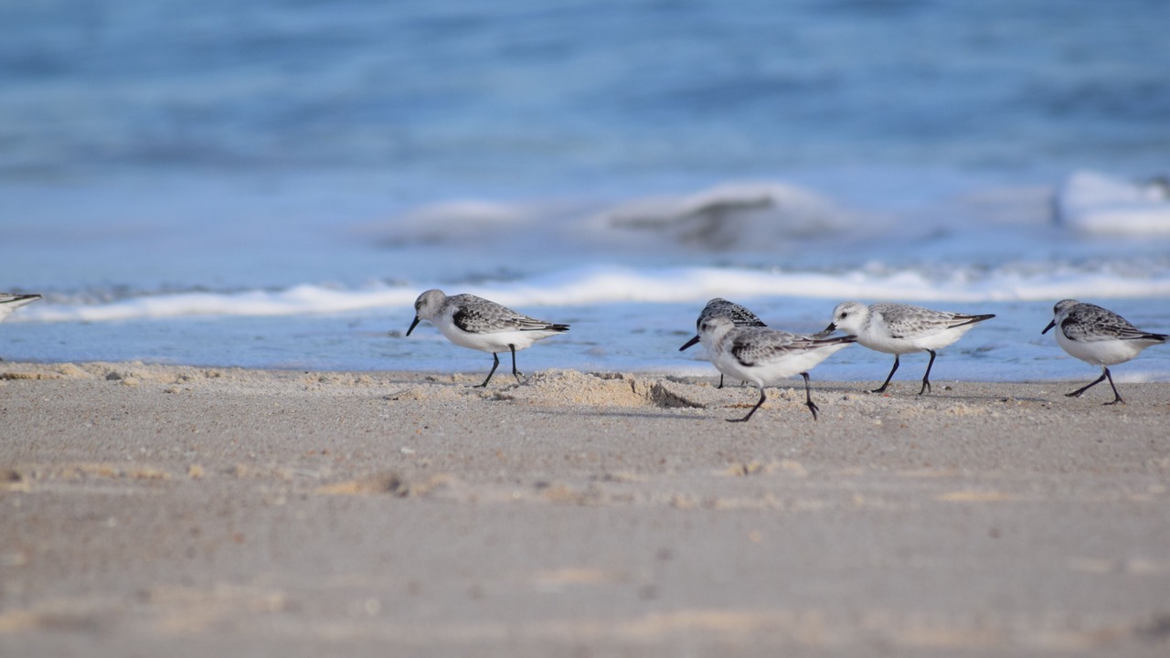 Photo of Others in Ocean Pines