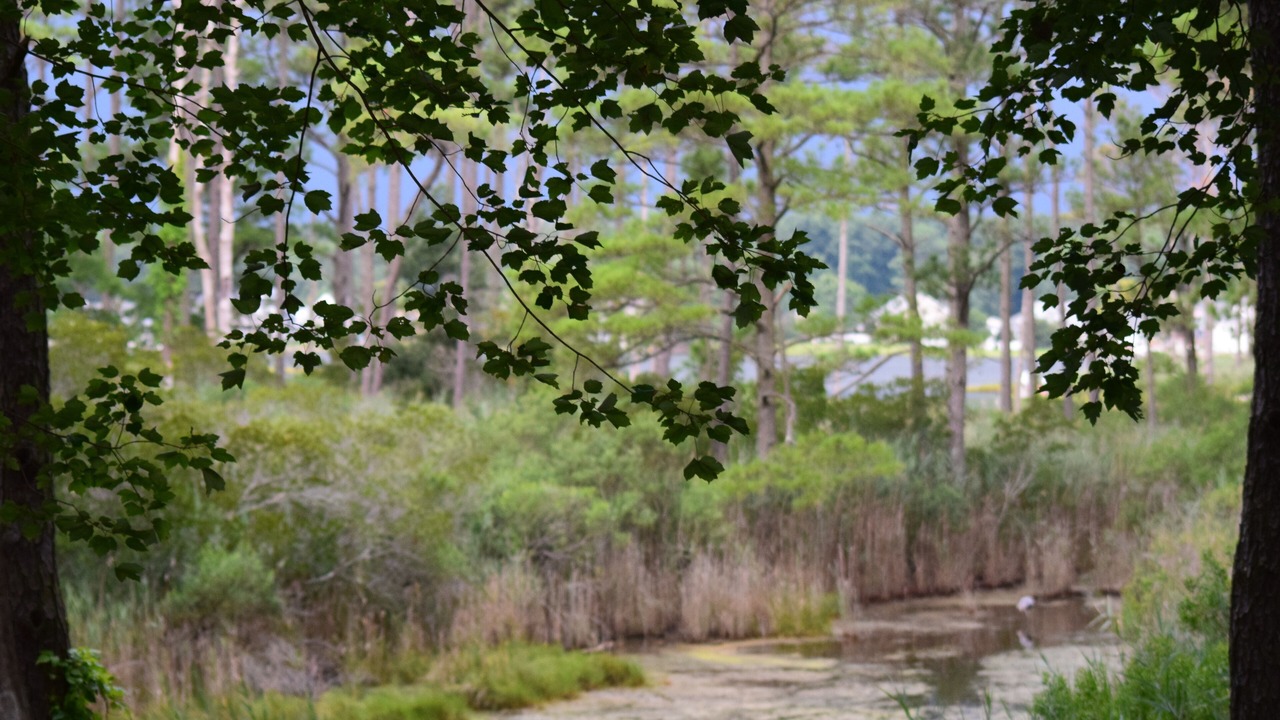 Photo of Outdoor in Ocean Pines