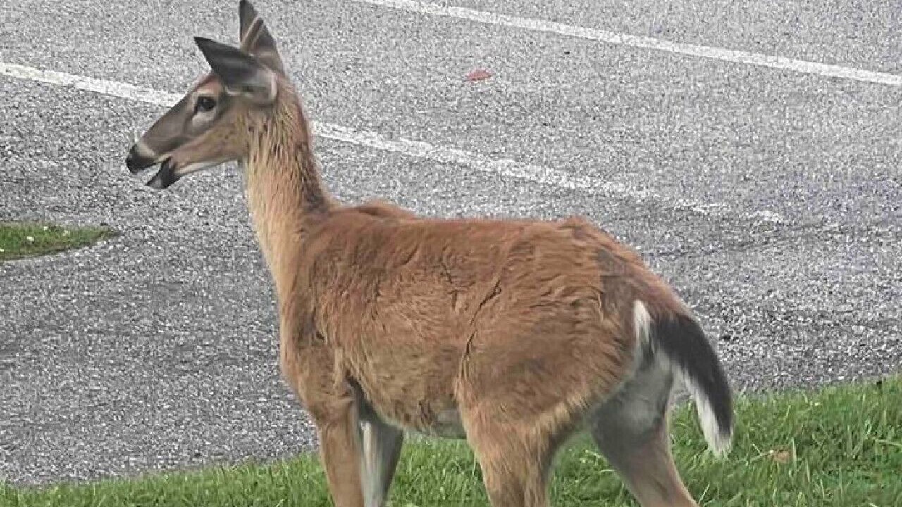 Photo of Others in Banner Elk