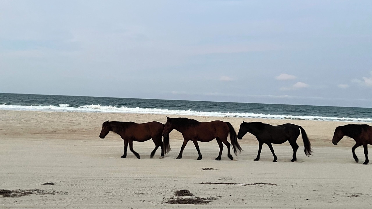 Photo of Others in Carova Beach