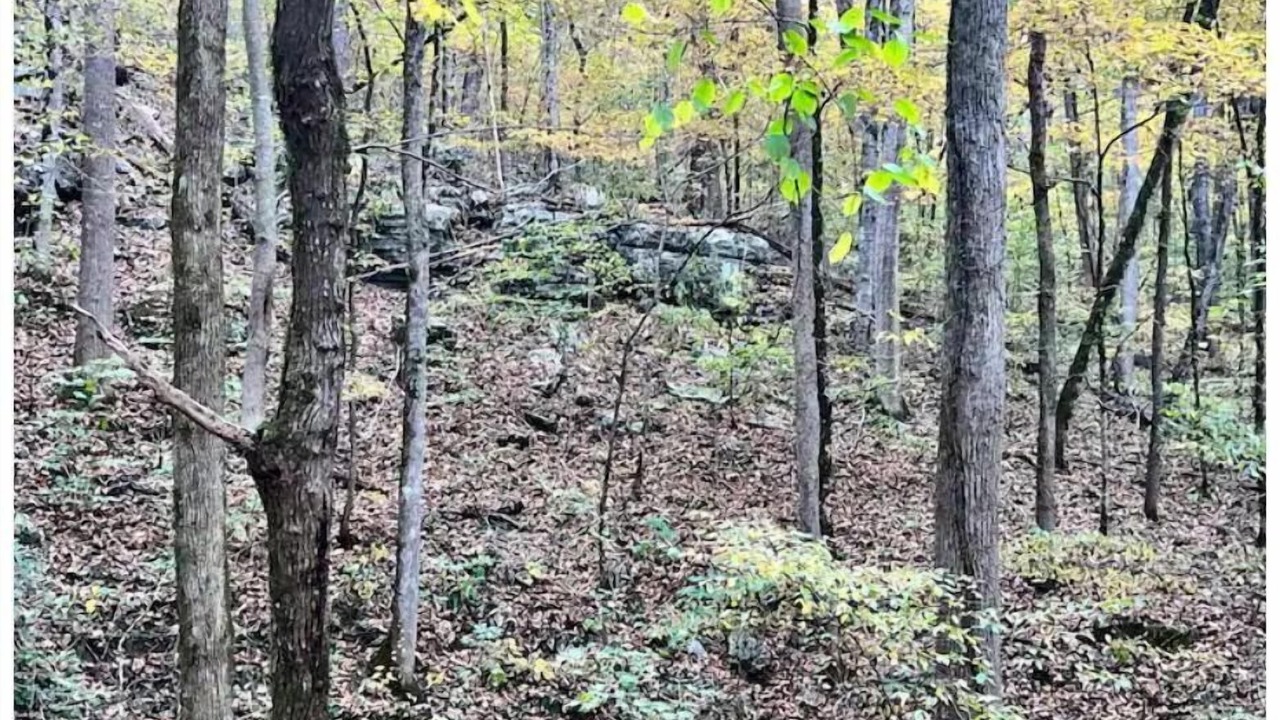 Photo of Others in Albertville