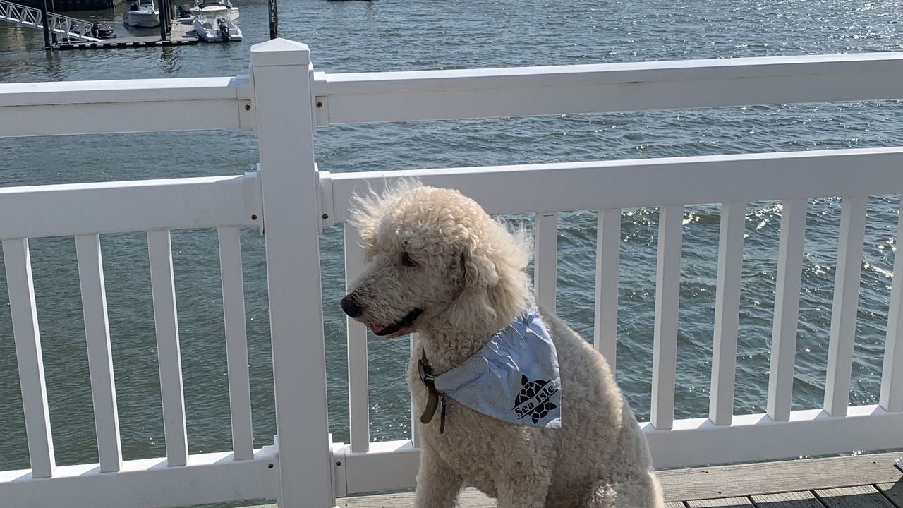 Photo of Outdoor in Townsend's Inlet