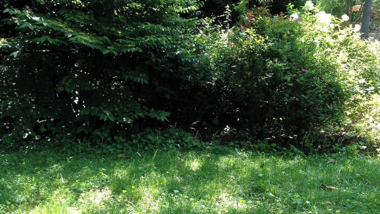 Photo of Outdoor in Takoma Park