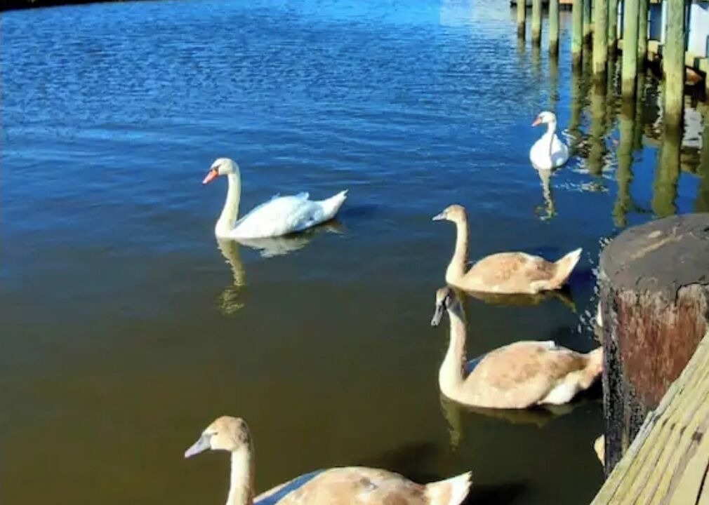 Photo of Others in Mystic Island
