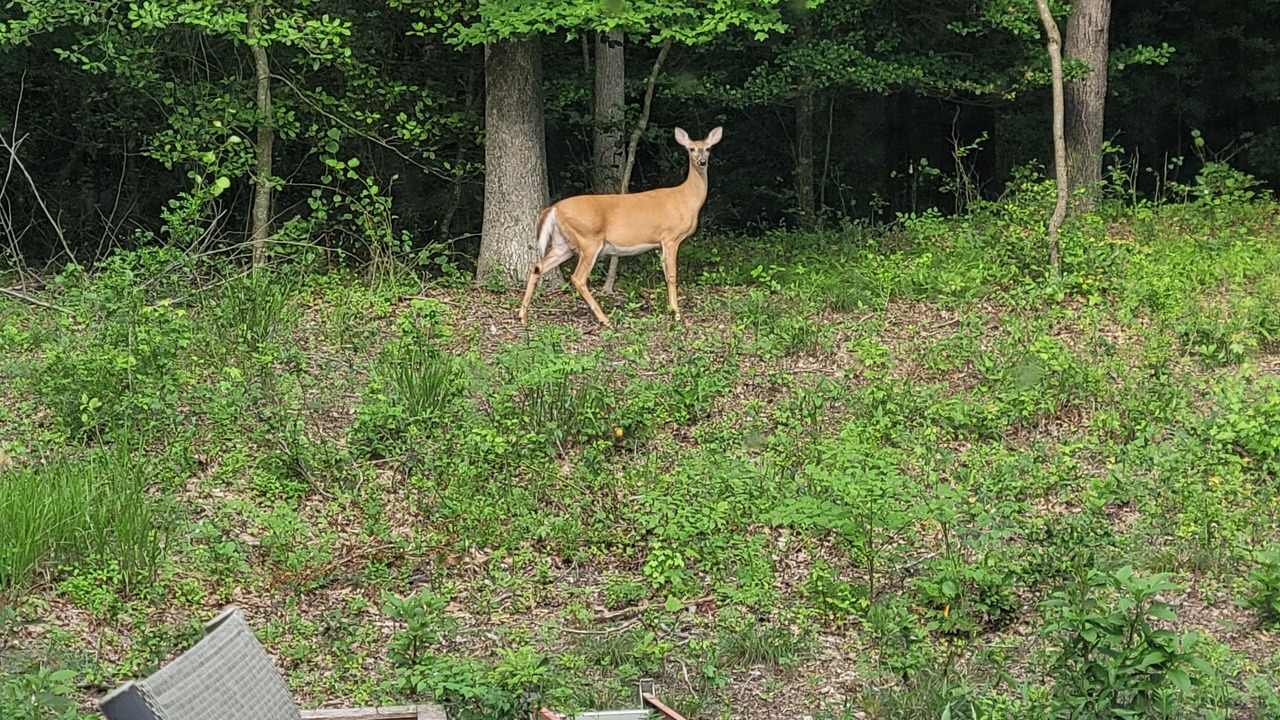 Photo of Others in Dagsboro
