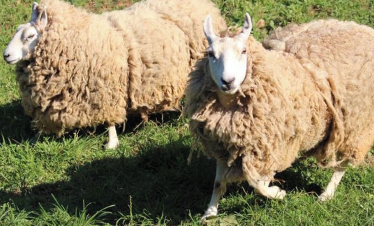 Photo of Others in Milton