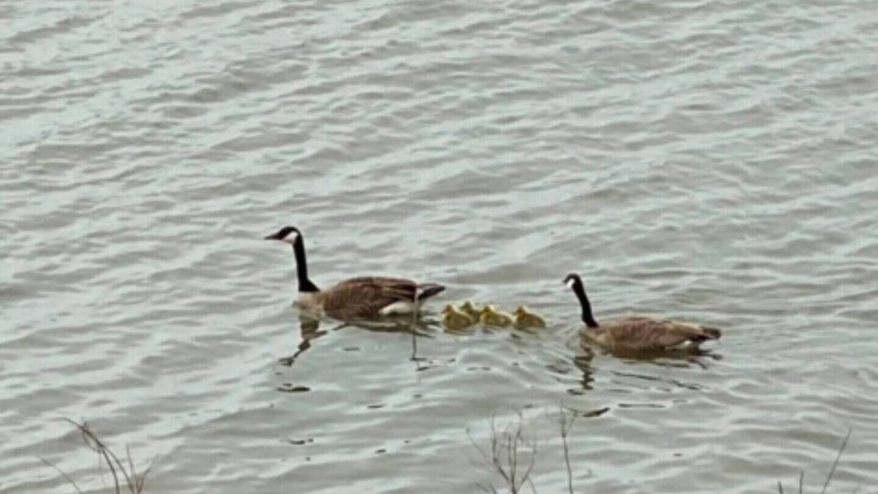 Photo of Others in Peoria Heights