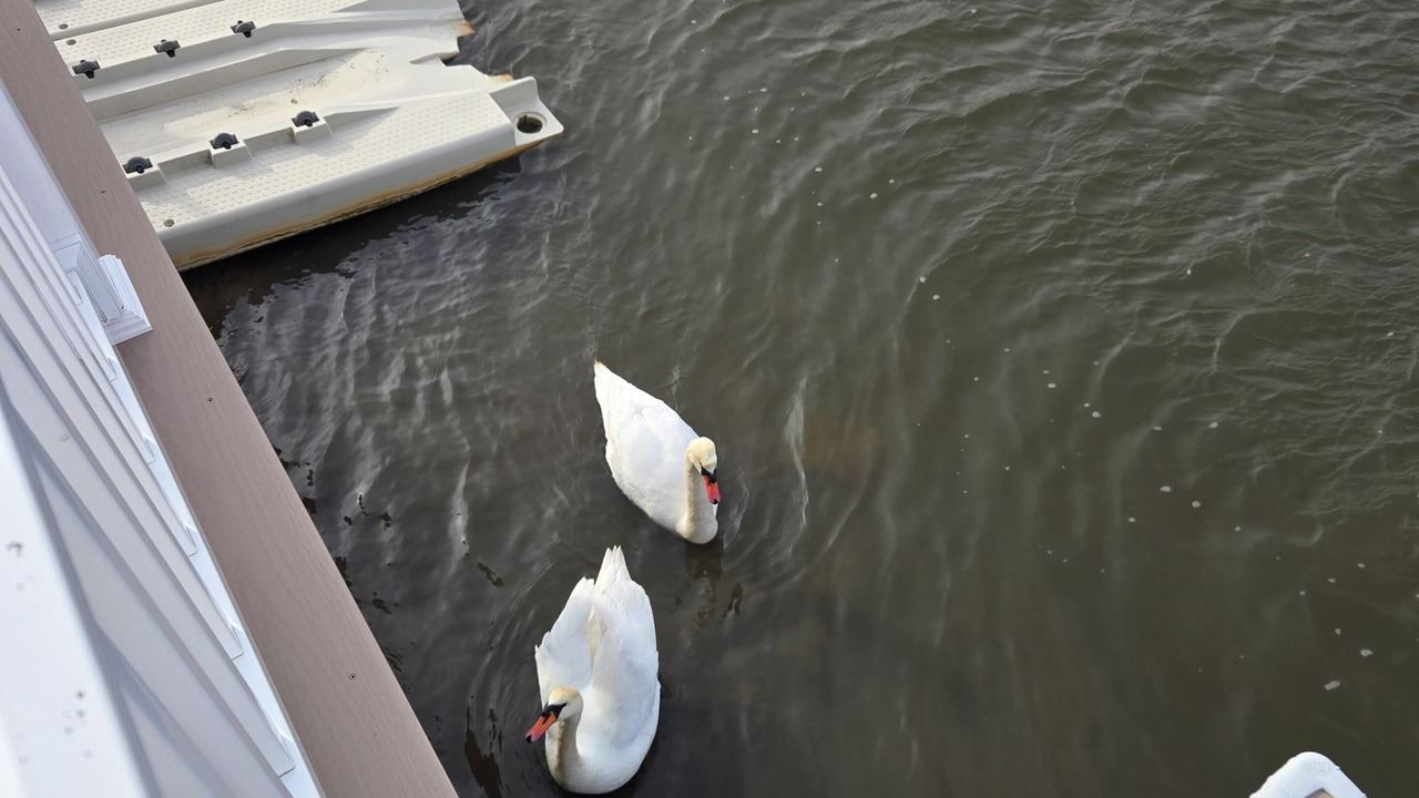 Photo of Others in Mystic Island