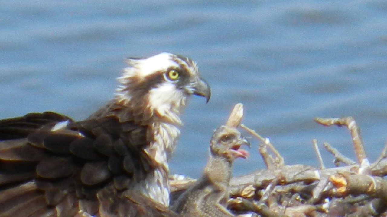 Photo of Others in Red Point