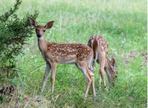 Photo of Others in Woodstock