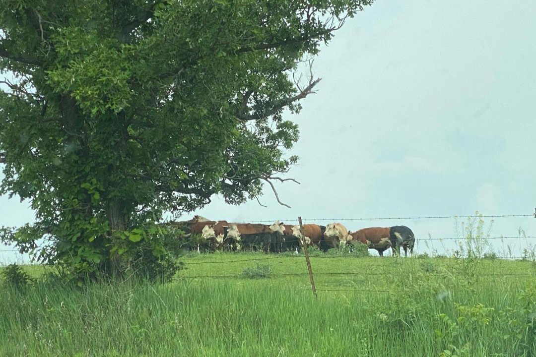 Photo of Others in Kent